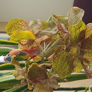 Meet your Posher, Moni